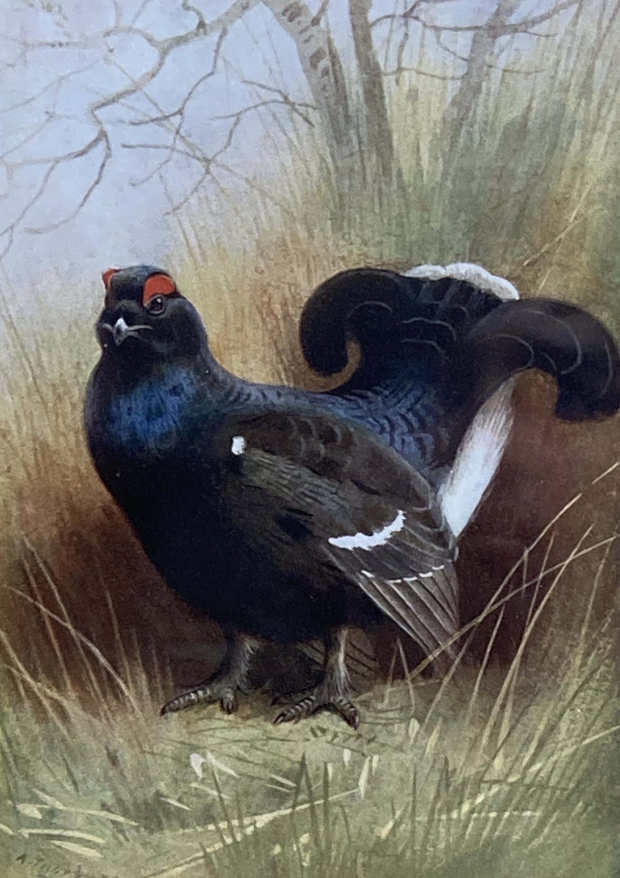 Archibald Thorburn, pair of signed colour prints, Pheasant and Grouse, 18 x 13cm